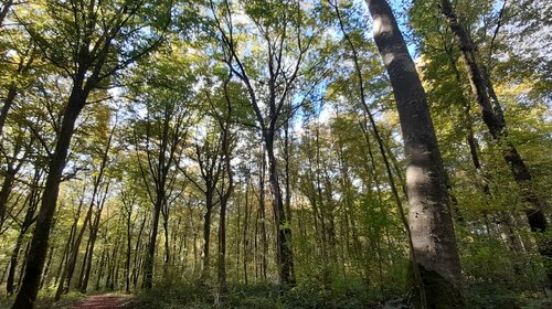 visite de notre forêt INSCRIPTIONS